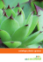 catalogo - Mh Cactiland