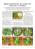 Quattro facili ricette per conservare i broccoli ei
