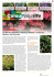 La Spiraea japonica `Anthony Waterer` resiste da decenni sul