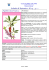 SCHEDA N. 15 Daphne mezereum - Club Alpino Italiano sezione di
