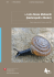 Lista Rossa Molluschi (Gasteropodi e bivalvi)