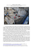 [pdf =] “progetto “