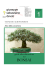Guida alla coltivazione del Bonsai