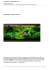 Febbraio 2015 - Acquario del mese