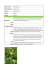 Rovo bluastro Rubus caesius Rosaceae Juss. Boschi Erbacea
