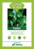 Scheda Pothos Dichio - Dichio vivai garden