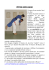 ippon-seoi-nage