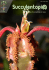 Succulentopi@ 2015-13 - Au Cactus Francophone