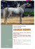 arabian reining