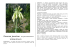 Onosma javorkae Famiglia BORAGINACEAE VIPERINA STELLATA