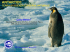 l`ambiente antartico