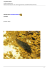 Corydoras sterbai