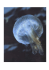 meduse_dott_giovanni_piu