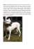 Pantera è una splendida dogo argentino di circa 6 anni, per tutta la