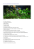 http://www.spaghettifile.com/viewtrack.php?id=255652 PIANTE 1