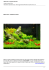 Marzo 2015 - Acquario del mese