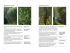 Phyllostachys bissetii Phyllostachys edulis