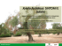 Xylella fastidiosa: SINTOMI E DANNI