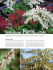 fiori e arbusti gd9 - Un Giardiniere Scrive