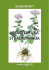 Scarica il libretto in PDF - Società Botanica Italiana