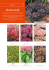 Sedum tall