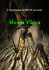 Mosca cieca - Starfleet Italy