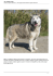 Tito...siberian husky