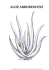 aloe arborescens - Erboristeria Arcobaleno