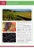 Artimino Fattoria