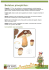 Boletus pinophilus: