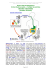 Giardia intestinalis - Area-c54