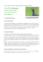 Nome comune: FARAONA COMUNE (Inglese: helmeted guineafowl)