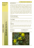 Medicago marina (25.I.2011).pub