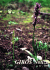 (Caserta). - GIROS - Gruppo Italiano per la Ricerca sulle Orchidee