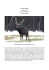 CERVUS NIPPON CERVO SIKA CECO: JELEN SIKA EN: SIKA