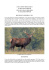 CERVUS NIPPON HORTULORUM IL CERVO SIKA DYBOWSKI