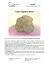 Tuber magnatum