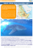Gibuti - Whale Shark Expedition 2105