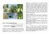 Acer monspessulanum - Cosmic Noise E Learning For Science