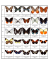 Heliconius eleuchia Cm. 8 Heliconius atthis Cm. 8