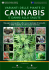 Varianti delle piante di cannabis e danni alla salute