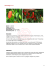 Dorset Naga +++++
