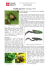 Scheda Popillia japonica - Parco del ticino e del lago Maggiore