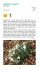 Valori e rarità della flora ligure