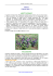 Malva - Pianteofficinali.org