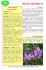 Malva sylvestris - Piante spontanee in cucina.info