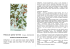 Paliurus spina-christi Famiglia RHAMNACEAE