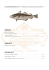 LE NOSTRE SPECIALITA` di “ PESCE STOCCO E BACCALA