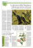 LaStampa_”Le due facce della Phytolacca. Arbusto