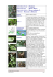 NOME SCIENTIFICO : Ruscus aculeatus L.